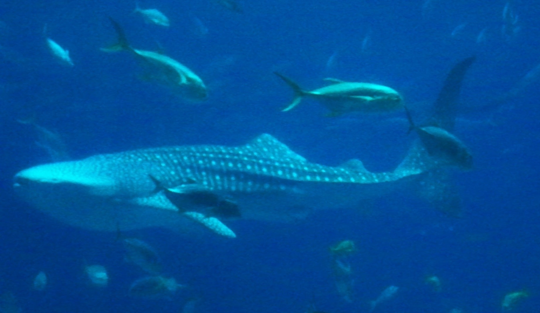 georgia-aquarium-shark1-e1547136260185.jpg